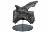 Sauropod Dinosaur (Diplodocus) Caudal Vertebra - Colorado #222507-3